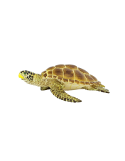 Safari Kareta obecná