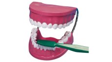 Betzold Tooth plaster model 2038 2 ZD