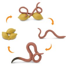 Safari Životní cyklus Žížala