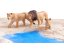 Betzold Animal set Africká zvířata
